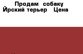 Продам  собаку .Йрский терьер › Цена ­ 13 000 - Красноярский край Животные и растения » Собаки   . Красноярский край